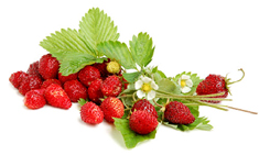 Wild strawberry 100%