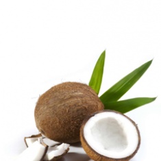 Coconut